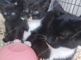Kittens