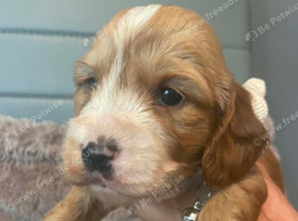 Cockapoo puppies for sale