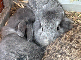 5 baby rabbits