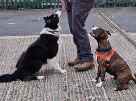Award Winning Dog Training Academy