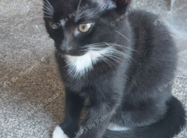 2 male kittens