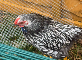 Pure Silver Laced Wyandotte Cockerel