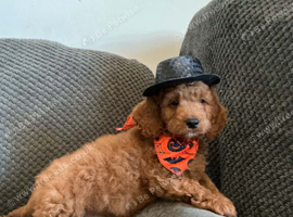 6 FOX RED CAVAPOO BOYS READY NOW
