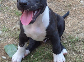 English bullterrier pupps