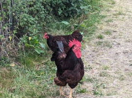 Rhode island red cockerels available