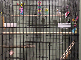 2 x bogies for sale with large cage. Not hand reared