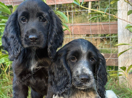 Cocker Spaniel puppies