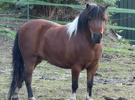 Super coloured mare