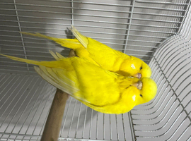 Yellow latino buddie 2 male