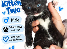Kittens for sale