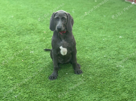Gorgeous Weimaraner - Female