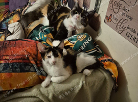 Beautiful Natured, Maincoon x Siamese Babies  Ready Now for forever LOVING homes please.