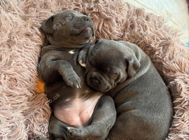 Blue Staffordshire bull terrier puppies