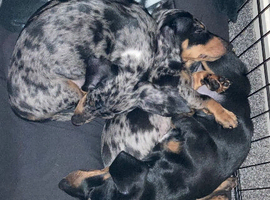 Miniature smooth dachshund puppies dapple and Black and Tan