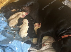 PUPPIES