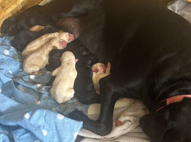 PUPPIES