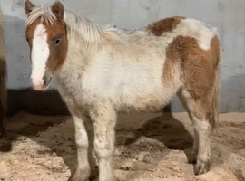 Unregistered Shetland colt