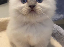 Ragdoll