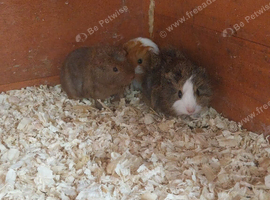 5 female baby guinea pigs ready now
