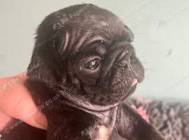 Stunning KC registered pug puppies