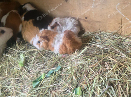 Baby guinea pigs