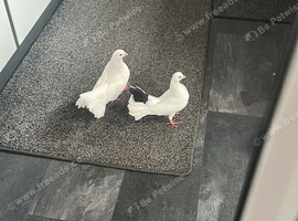 Breeding Pair English Fantails with Squab