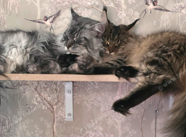 Maine Coon Registered TICA