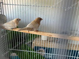 2 females