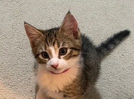 Main coon x mixed breed