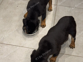 Stunning Rottie bitch pup