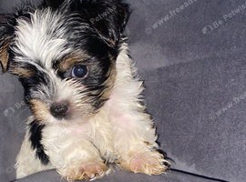 Yorkshire terrier