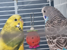 Budgies 2