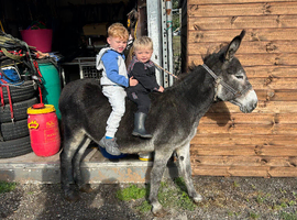 Gelding donkey