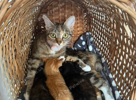 3 beautiful kitten ready for a loving home