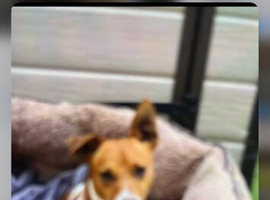 Jack russel