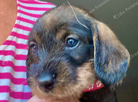 Gorgeous Std. Wire Haired Dachshund/Teckel Puppies for Sale