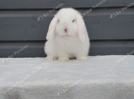 mini lop last one