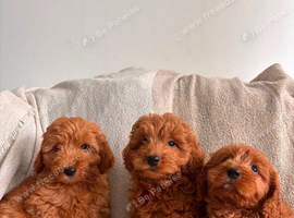 3 red little girls left