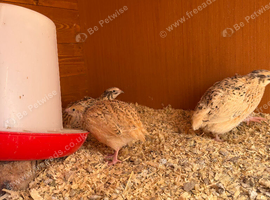 Italian coturnix quail