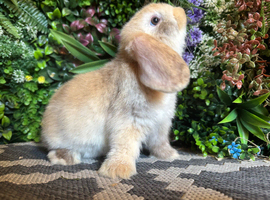 Mini lops ready to go