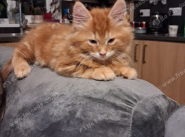 Maine Coon male kitten