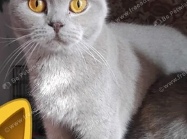 Lilac exotic British shorthair