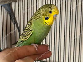 Budgie