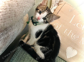 Riot Neutered Female Kitten