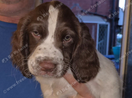2 Male Liver and White Springer Spaniel Puppies