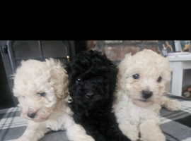 Toy poodle pups