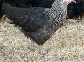 Silver Sussex POL Hybrid chickens