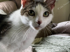 Looking for a loving home ️