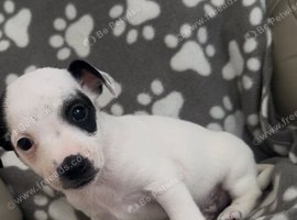 puppy jack russell