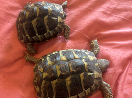 2x Herman tortoise